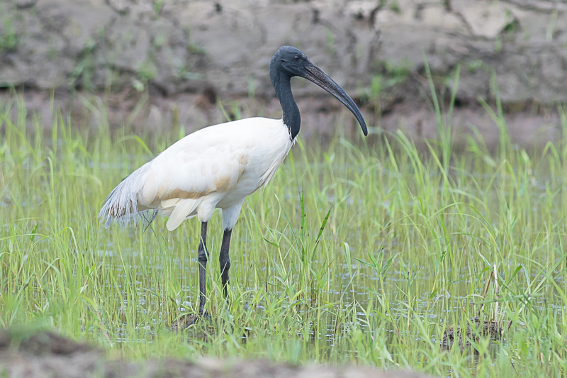 Indische Witte Ibis